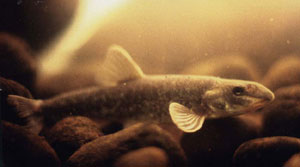 dace